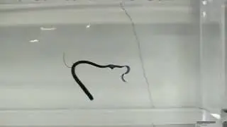 Gary YAMAMOTO Curly Tail Worm