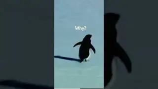 Why is this penguin heading towards mountains?         #penguin #trending #butwhy #viral #mountains