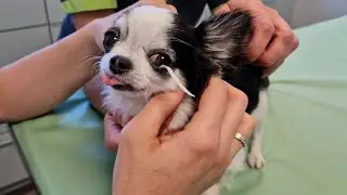 [Dog Vet Visit] Chihuahua Eyes are Too Dry! | Pet Care Tips 👀🏨