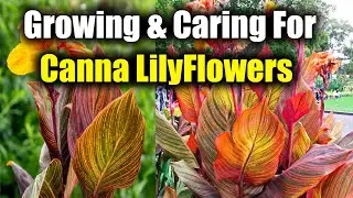 How to Grow and Care for Canna Lily