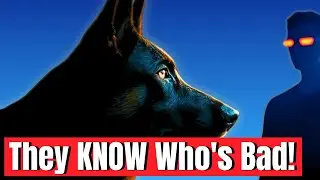 Dogs Can Sense Bad People Instantly (Here&rsquo;s HOW!)