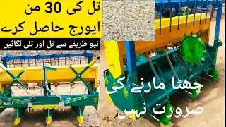 (تلی کی کاشت) Sesame farming / Sesame Caltivation /Till ki kasht /Farming in Pakistan