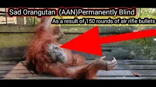 Orangutan named Aan permanently blind due to 150 rifle bullets