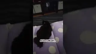 Cat Dad Life! #shorts #cat #catvideos #catdad #tuxedocats #calicocat