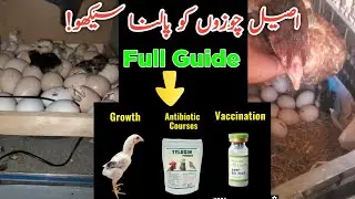 1-3 Mahine Tak Ke Aseel Chicks Ki Growth, Care & Vaccination Guide!