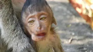 Remind Heidi!!! Baby Macaque, Heidi Face So Funny, Poor Heidi| Missing Heidi
