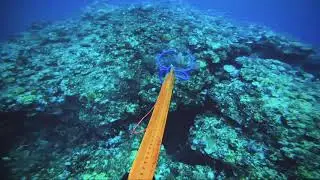 Blubber Lip Snapper