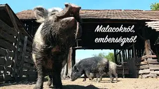 Malacokról, emberségről - riportfilm a varbói Malacvédő Alapítványról