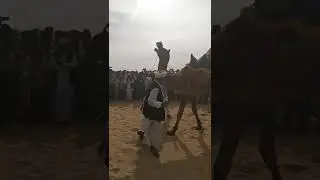 camel festival 2022 ( camel dance in dhol ) Bikaner Rajasthan india