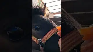 potro comiendo zanahoria