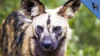 How Urine Can Save a Dogs Life