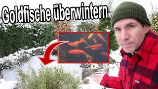 So überwintern deine Goldfische im Gartenteich! ❄️