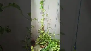 money plant 🌱#plants #shortsvideo #youtubeshorts #viral #garden #trending