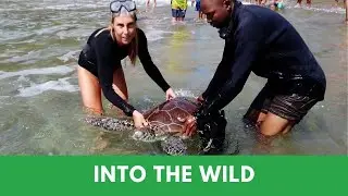 Releasing A Rehabilitated Turtle Back Into The Ocean