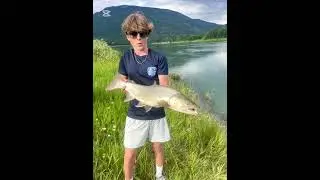 Big bad bull  #bull #fishing #fish #bulltrout #columbia #river #riverfishing #foryoupage #fypシ
