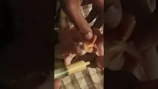 How to feed baby parrot with serinch      || #babyparrot #alexanderparrot #parrot