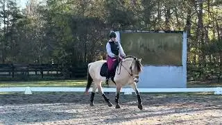 SNF Sonja Norwegian Fjord horse for sale