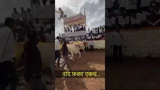 महाराष्ट्राची शान &ndash; बैलगाडा शर्यत 🐂 | Bull Cart Race India #bailgada #final #king