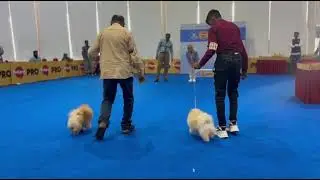 Hycan dog show 🩷🏆Max 2025jani bhai dogs breeder