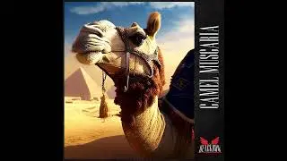 BLACKBOW | Camel Muscaria