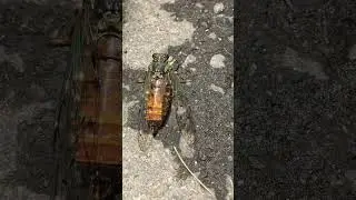 Higurashi (Evening Cicada), Tanna japonensis, Karuizawa, Japan, 16 June 2017