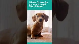 3D CUSTOM DOG STATUE - Black Dachshund