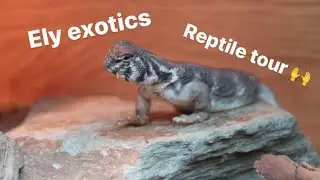 ELY EXOTICS REPTILE TOUR