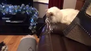 Christmas is a pain! 🎄🎁⛄🐈😺 #christmas #cat 