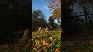 😂 Epic Bike Jump Fail &mdash; Dog&rsquo;s Reaction Says It All! 🐶🚴&zwj;♀️