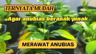 Tutorial Merawat Anubias di Akuarium : Cara Efektif Agar Tumbuh Subur