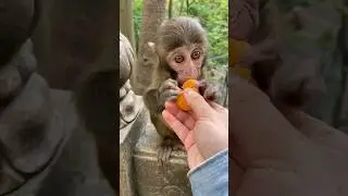So lovely monkey eating 😋 👌👌👌👈 #shonagelofficial #viral #trending  #youtube #monkey #funny