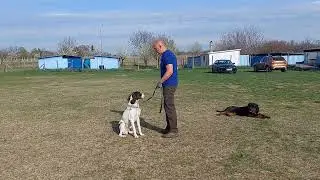 Német vizsla oktatás kutyakiképzés kutyaiskola