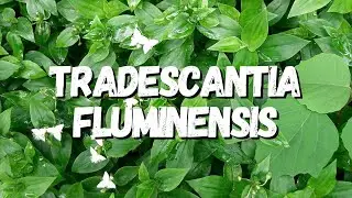 Tradescantia Fluminensis: Saiba Tudo Sobre Essa Planta