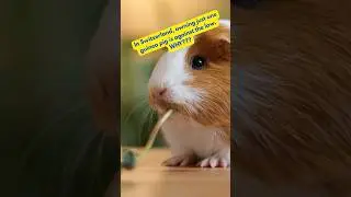 In Switzerland, owning just one guinea pig is against the law. Here&rsquo;s why&hellip;
