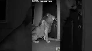Lion Enters A House In Gujarat's Amreli Village  World News  #wildlife #shorts