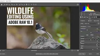 Basic wildlife post processing using Abode raw 10.1 in photoshop cc