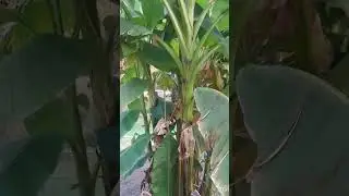 Banana plants(musa basjoo)