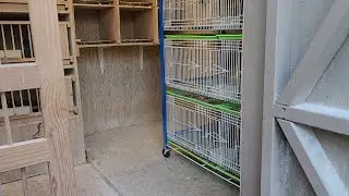 Making some changes to the breeding loft (Haci&eacute;ndole unos cambios al palomar)#pigeonracing #pigeon