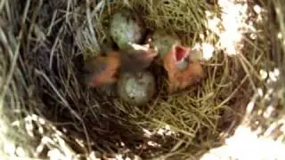 Grackle nest-22nd of may 2009