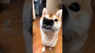 Uniqueness of a lovely dog
