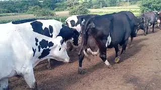 Vacas girolando em lactação disponíveis, maiores informações no PV ou Whatsapp 034991251096