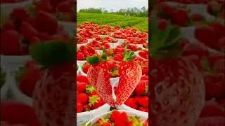 Strawberries 🍓 fruit slice #shorts #trending #viral #justforfun #capcuttrend