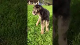 Baby Goat Calling for Mom! 🐐❤️ Cutest Moment Ever! #goat #goatsfaming #cuteanimal #cute