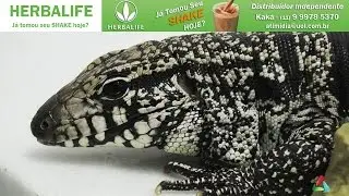 Aprenda a cuidar de um pet exótico - Mundo Pet #05