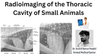 Radioimaging of Thoracic Cavity of Small Animals