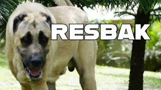 Resbak | Sino ang pinakamalakas?#alabai #kangal  #kangai