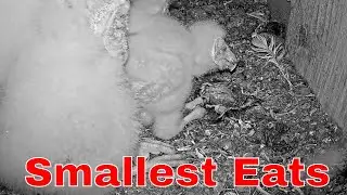 🦉🐀 The Smallest Barn Owl Chick Eats a Rat Alone &mdash; Against All Odds Unbelievable Survival