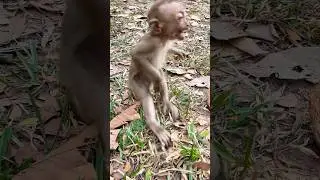 Abandoned cute boy baby Tinky #shorts #babymonkey #animals #monkey