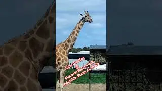 Cute Giraffes at Monarto Safari Park, Adelaide South Australia.
