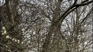 Early spring birds singing.